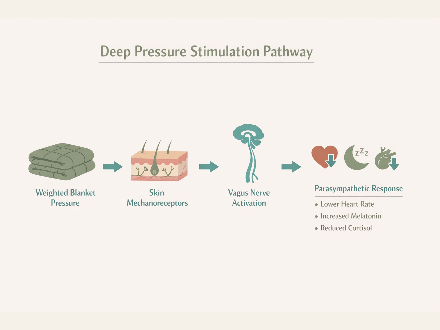 How deep pressure stimulation from a weighted blanket activates the parasympathetic nervous system